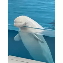 らむ