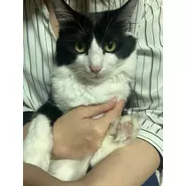 もも