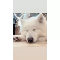 ぽぽ