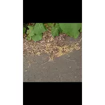 のはら かすみ