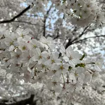 せいら