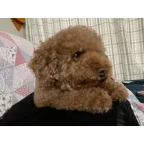 立華 碧