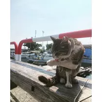 ねね