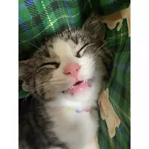 ユズ