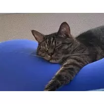 桐島 りゅう