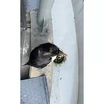 長瀬 純恋