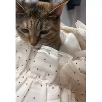 セナ