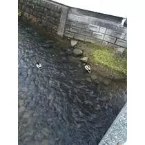 蓮見 リア