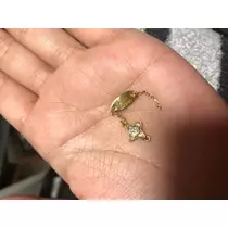 美月
