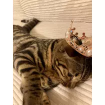 夢咲 さくら