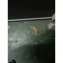 さや