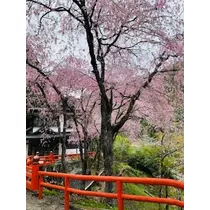 ゆかり