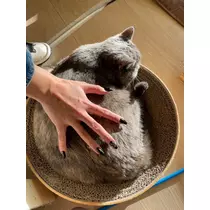 りん