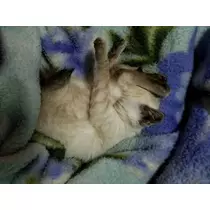 ひな