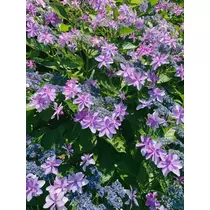 優花