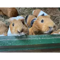 にこる