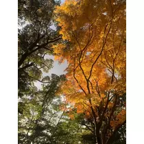 はづき