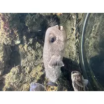 翠