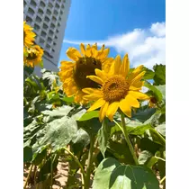 さくら