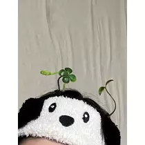 緑 四葉