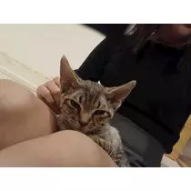 いおり