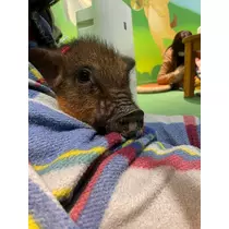 はづき
