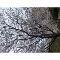 あいか