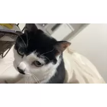 ふうか