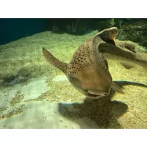カノン