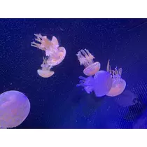 ミク