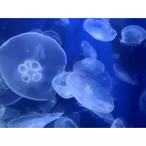 みき