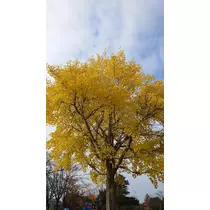のはら かすみ
