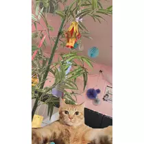 あずにゃ
