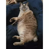 ひな