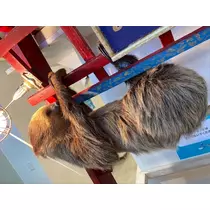 あいゆ
