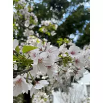 美波 ななみ