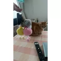 桐島 りゅう
