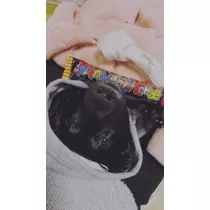 りえ