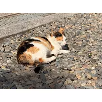 めい