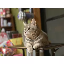 りか