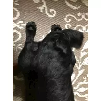 りえ