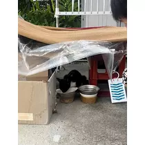 花音