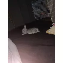 ゆうか