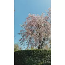 かれん