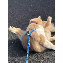 ルナ