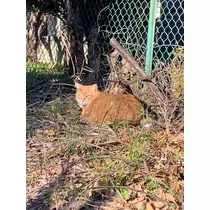 はづき