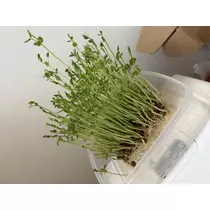 かえで