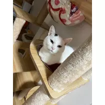 結城 かなの