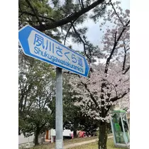 さくら