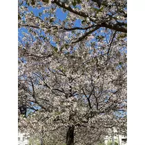 ななみ